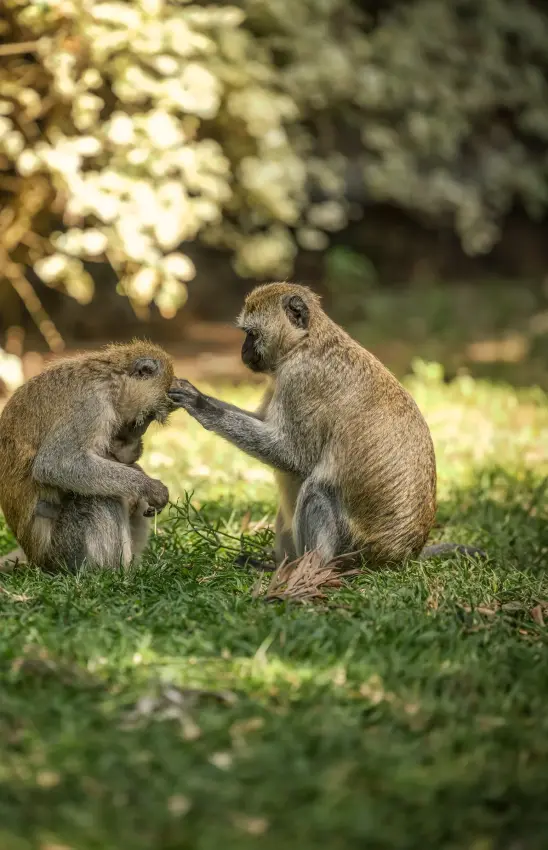 Two meerkats interacting on grass with flowering trees in background, Arusha Coffee Lodge, Arusha, Tanzania