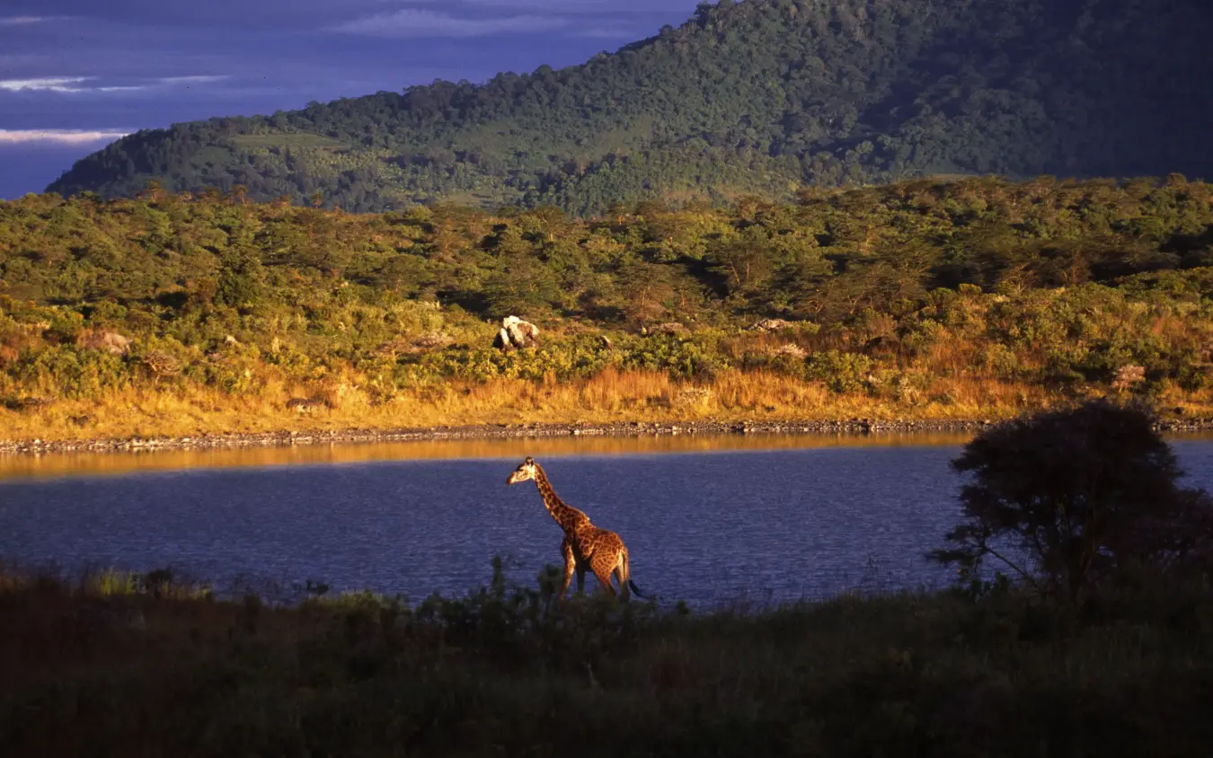 Giraffe drinking from waterhole at dusk with forested hills beyond, Arusha Coffee Lodge, Arusha, Tanzania