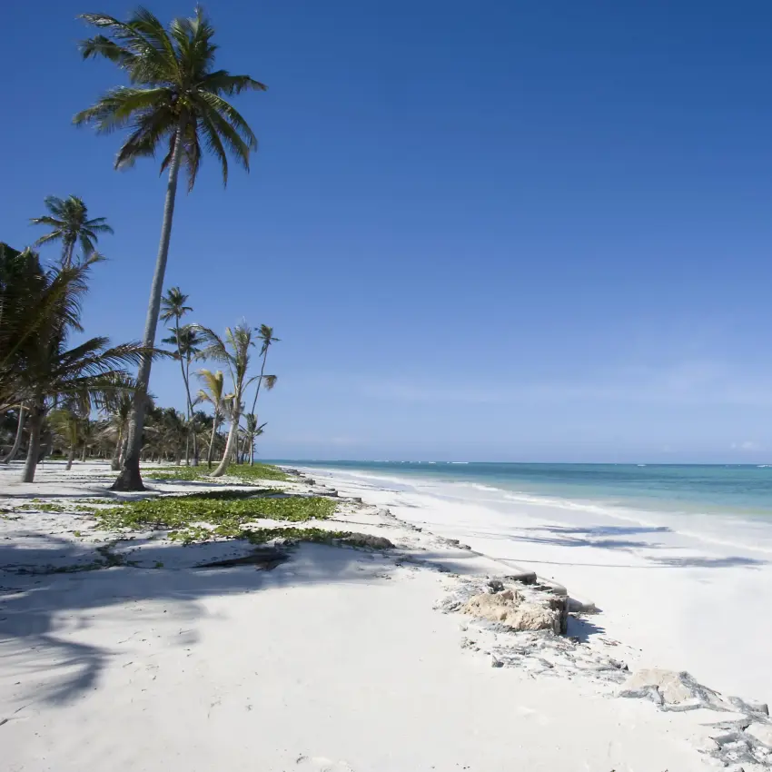 White sand beach with palm trees and turquoise ocean, Baraza Resort and Spa, Zanzibar & Pemba, Tanzania