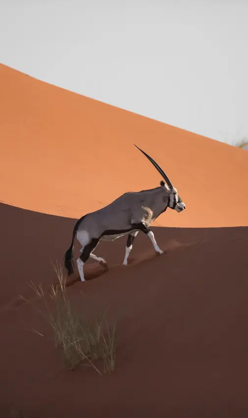 Oryx antelope climbing red sand dune at sunrise, NamibRand Private Reserve, Namibia