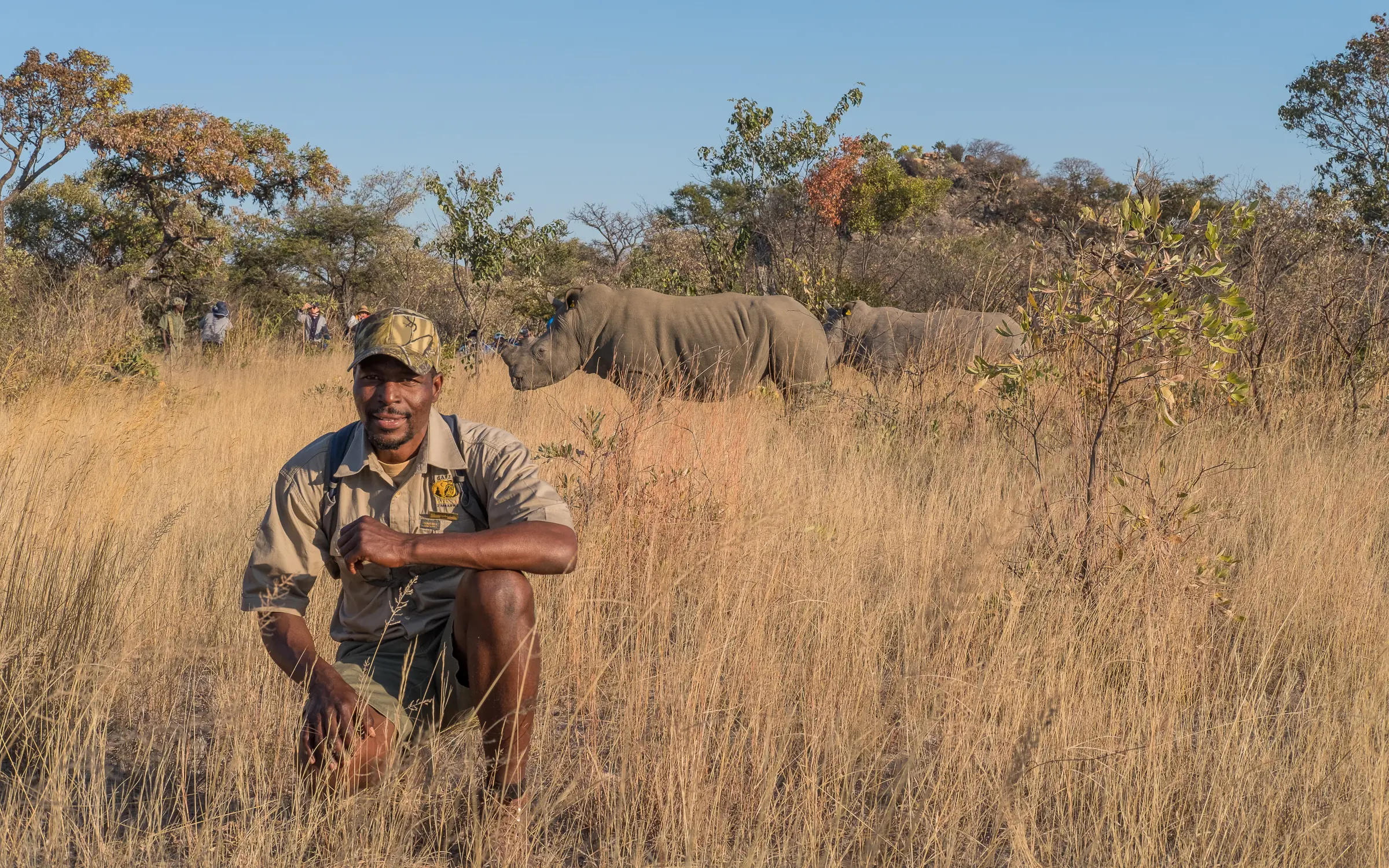 Park ranger posing with elephant in dry grassland savanna, Big Cave Camp, Matobo, Zimbabwe