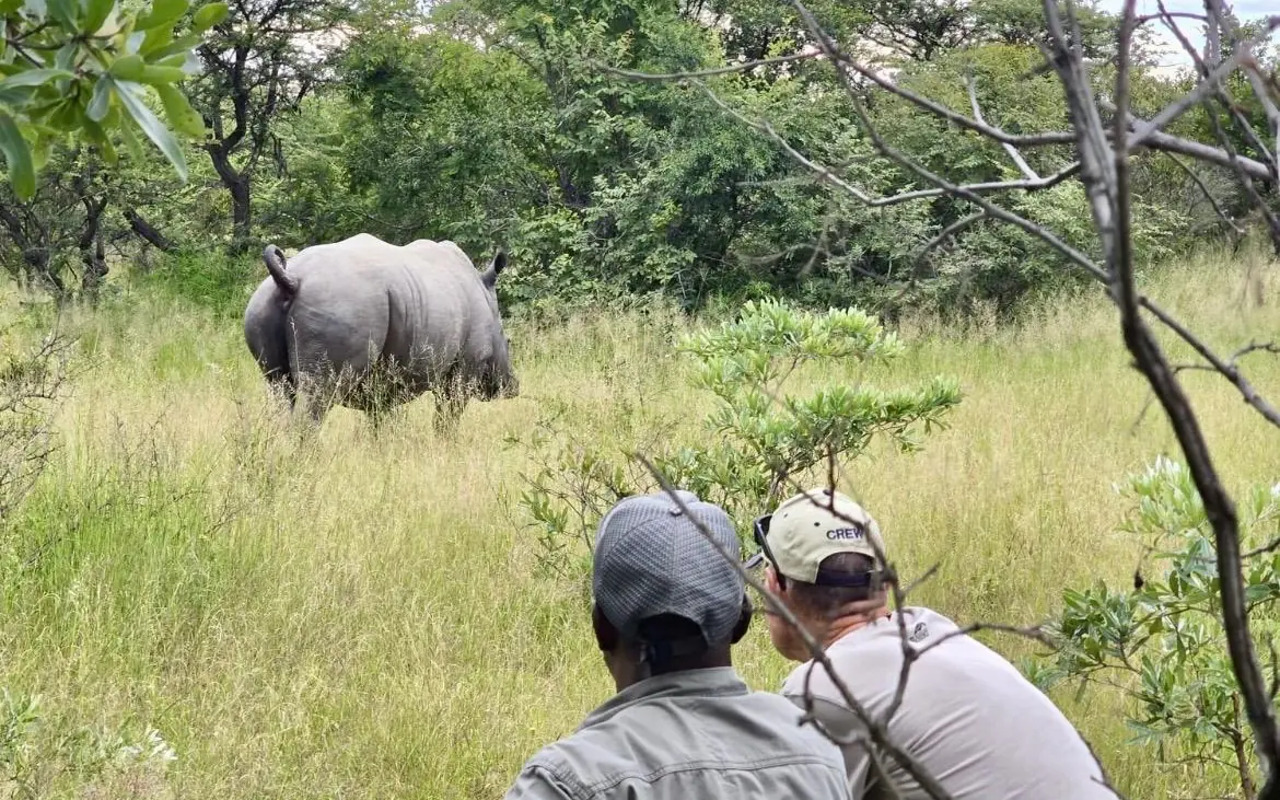 Guests on foot observing rhinoceros in grassland with trees, Big Cave Camp, Matobo, Zimbabwe