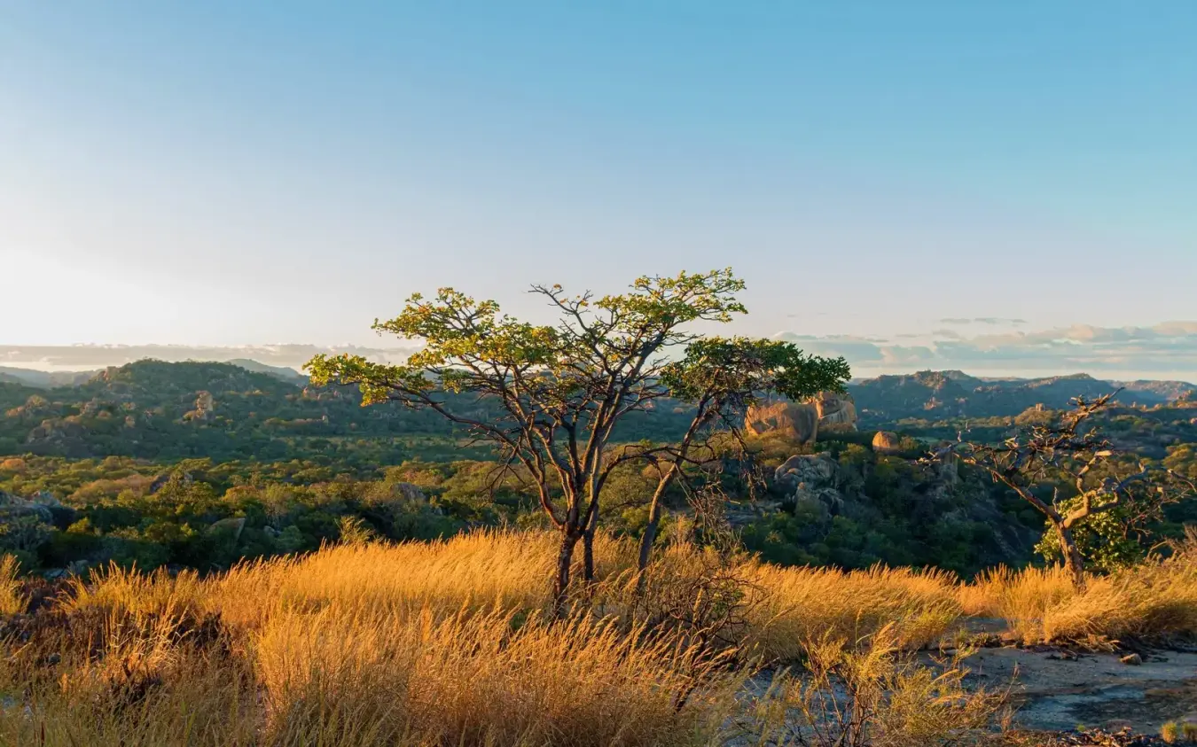 Acacia tree silhouetted against golden grassland and distant mountains at sunset, Big Cave Camp, Matobo, Zimbabwe