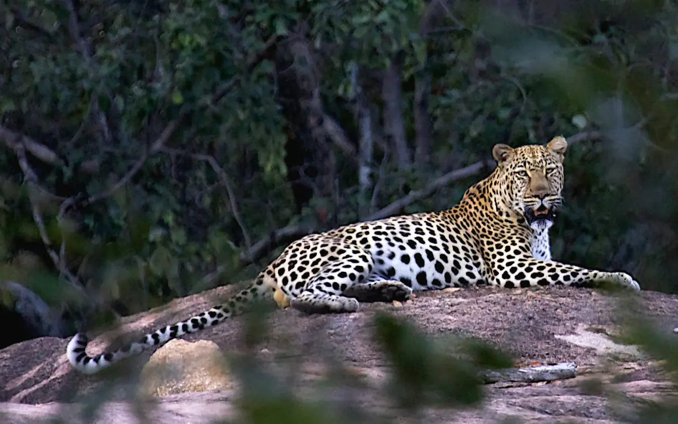 Leopard resting on rocky outcrop with vegetation in background, Big Cave Camp, Matobo, Zimbabwe