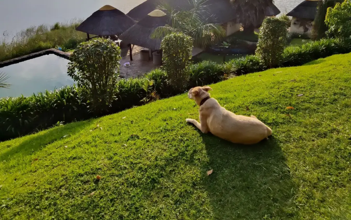 Dog resting on lawn overlooking lakeside lodges and water, Birdnest at Bunyonyi Resort, Lake Bunyonyi, Uganda