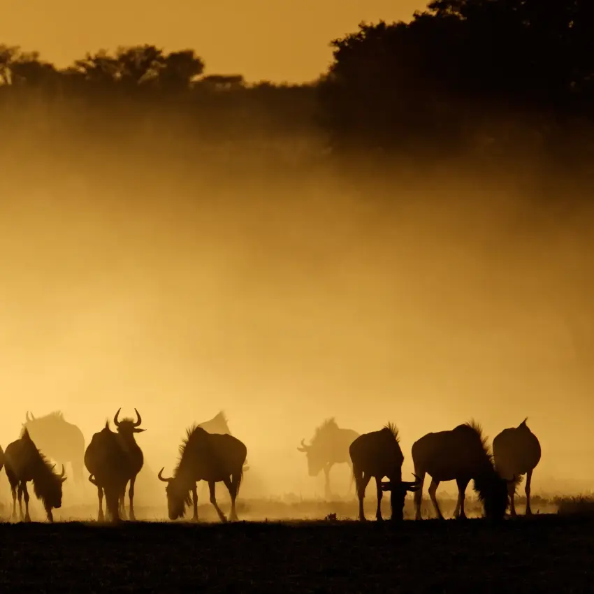 Silhouetted herd of wildebeest in dusty savanna landscape