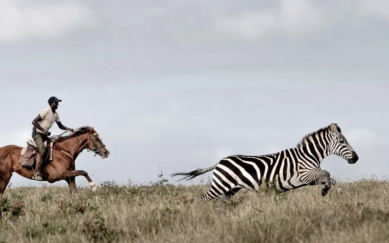 Horseback rider pursuing zebra across grassland, Borana Lodge, Laikipia Highlands, Kenya