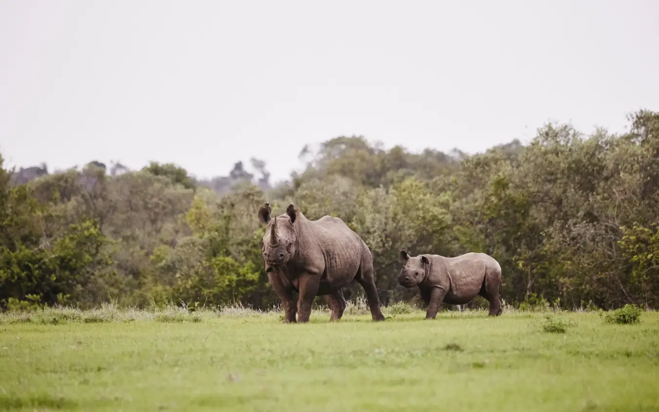 Adult rhinoceros with calf in open grassland, Borana Lodge, Laikipia Highlands, Kenya