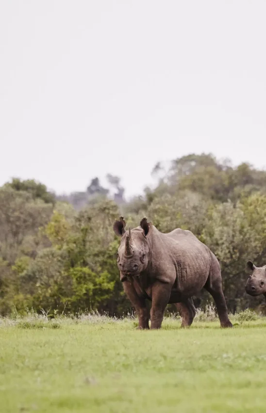 Adult rhinoceros with calf in open grassland, Borana Lodge, Laikipia Highlands, Kenya