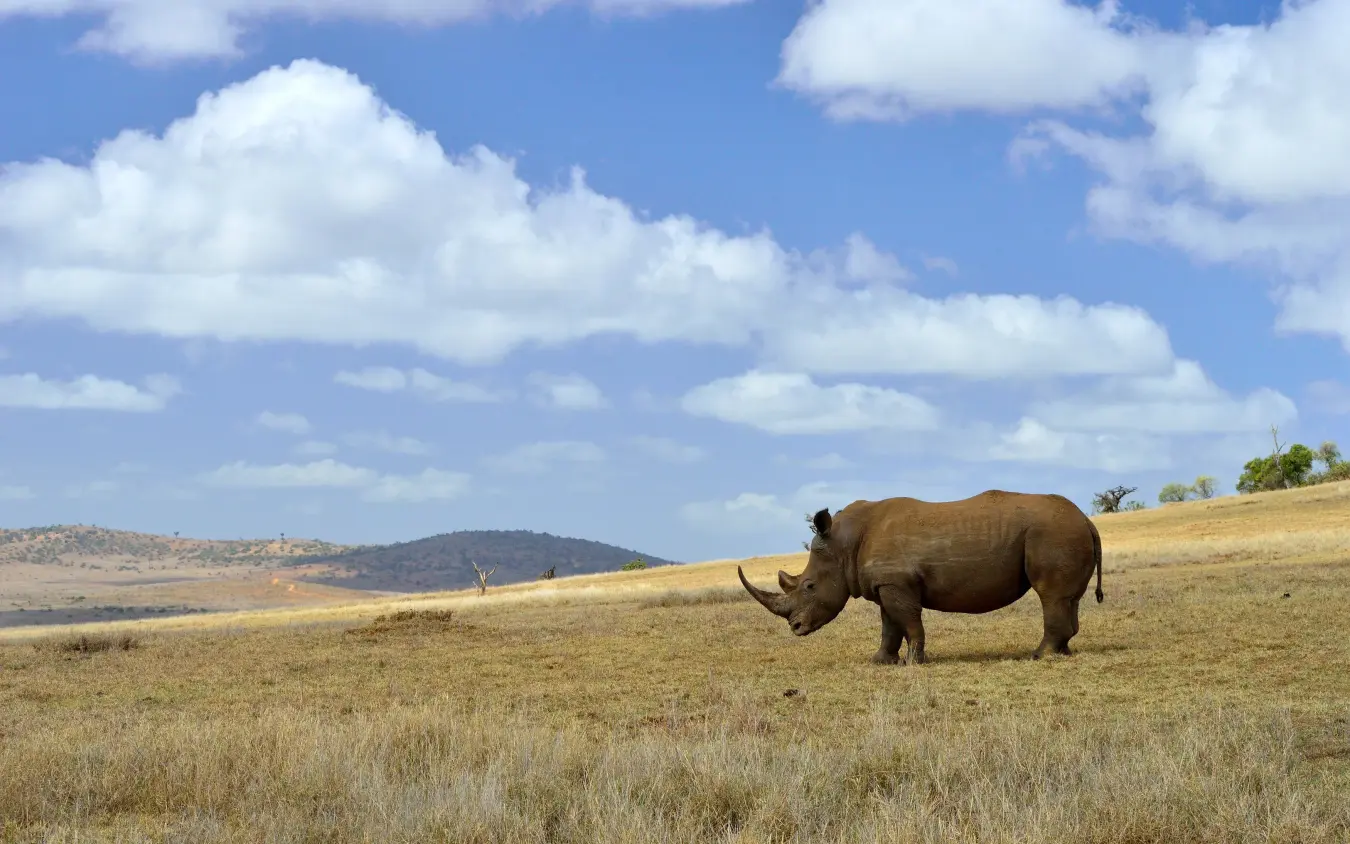 Rhinoceros standing in savanna grassland under blue sky, Borana Lodge, Laikipia Highlands, Kenya