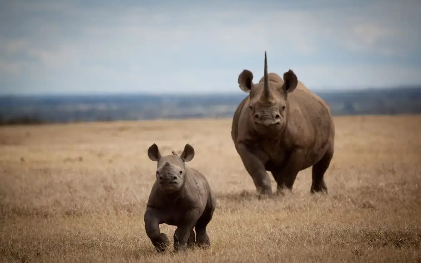 Adult rhinoceros and calf standing in savanna grassland, Borana Lodge, Laikipia Highlands, Kenya