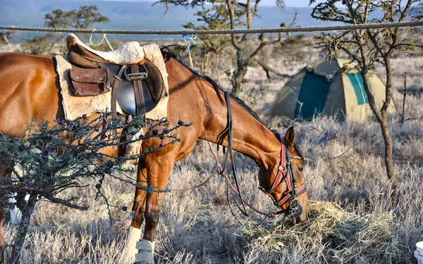 Saddled horse grazing with ranch equipment visible, Kenya