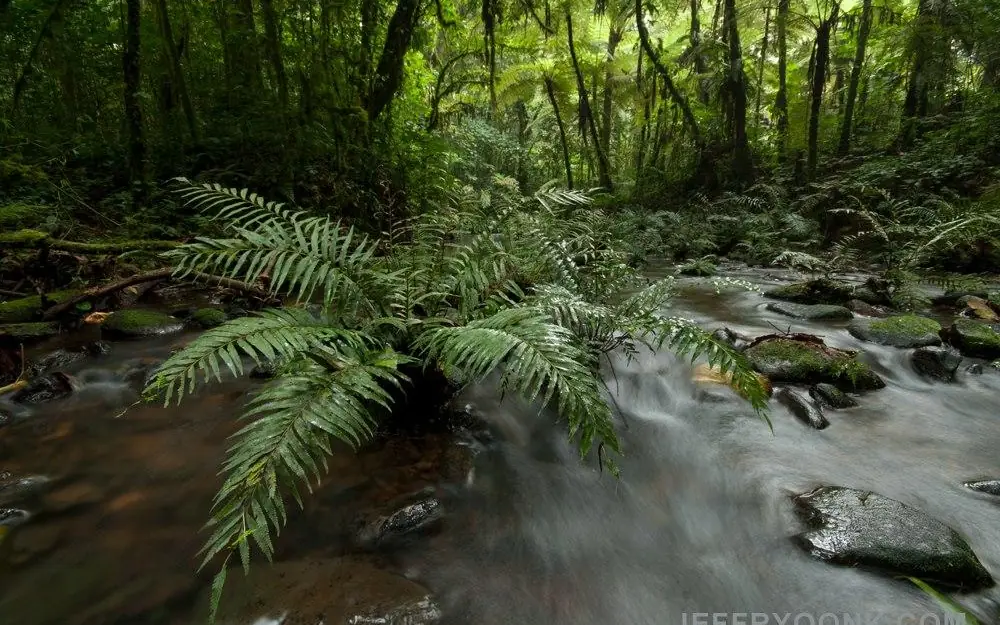 Forest stream with ferns and moss-covered rocks, Buhoma Lodge, Bwindi Impenetrable Forest, Uganda