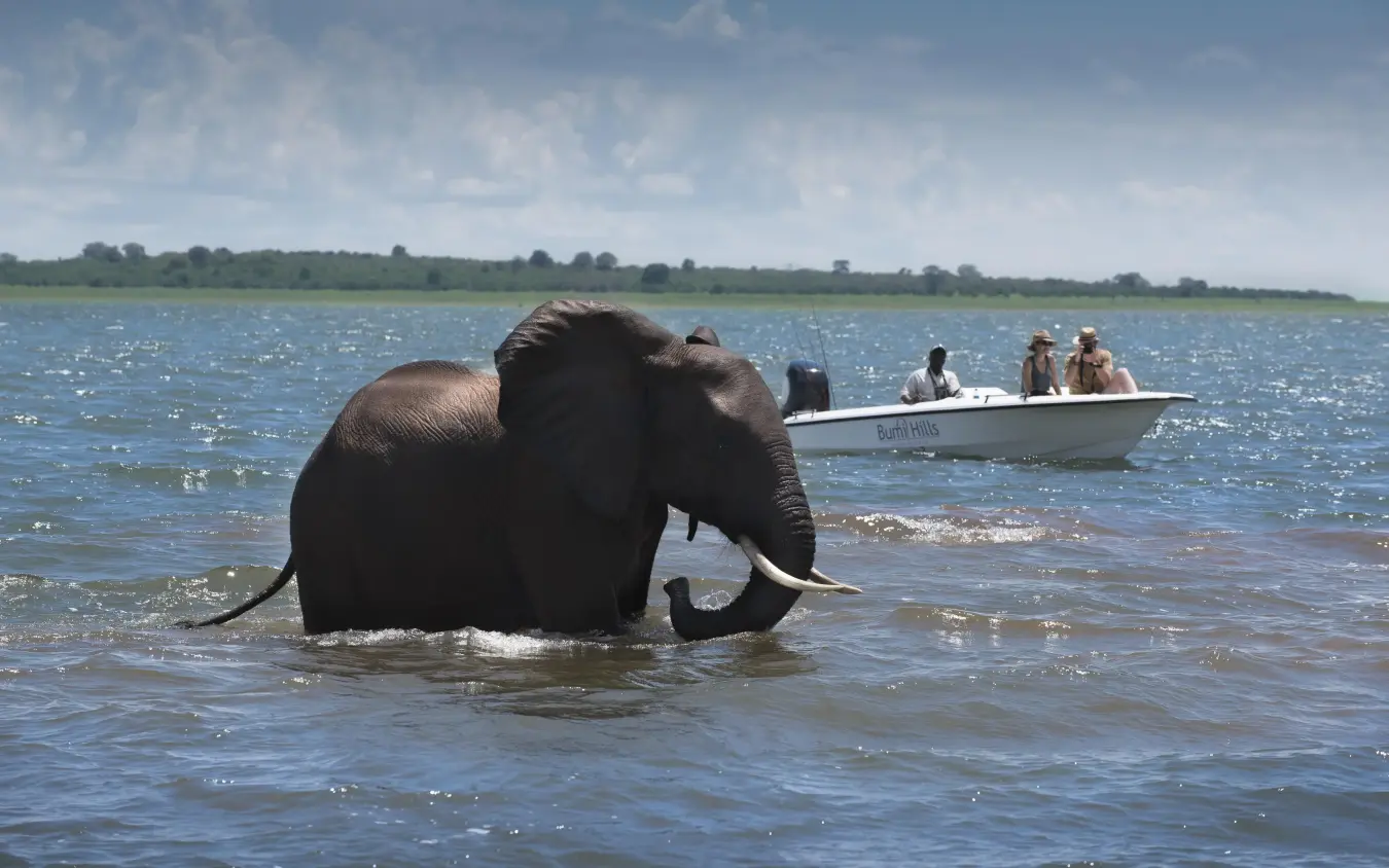 Elephant wading in water near safari boat with tourists, Bumi Hills Safari Lodge, Matusadona National Park, Zimbabwe