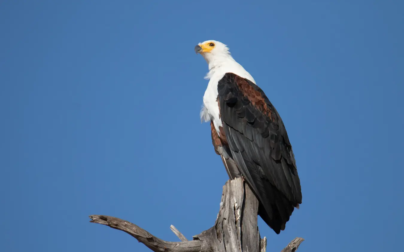 Bald eagle perched on weathered branch against blue sky, Bumi Hills Safari Lodge, Matusadona National Park, Zimbabwe