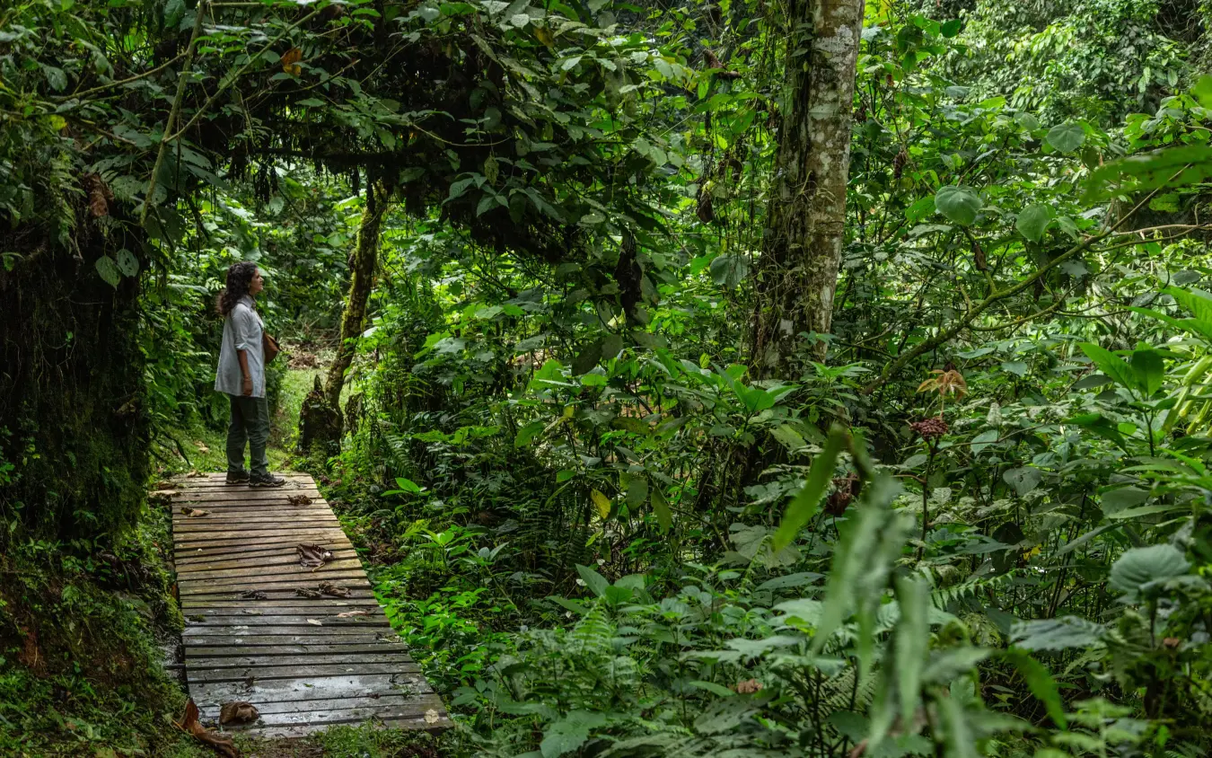 Guest walking on wooden boardwalk through dense forest, Rwanda