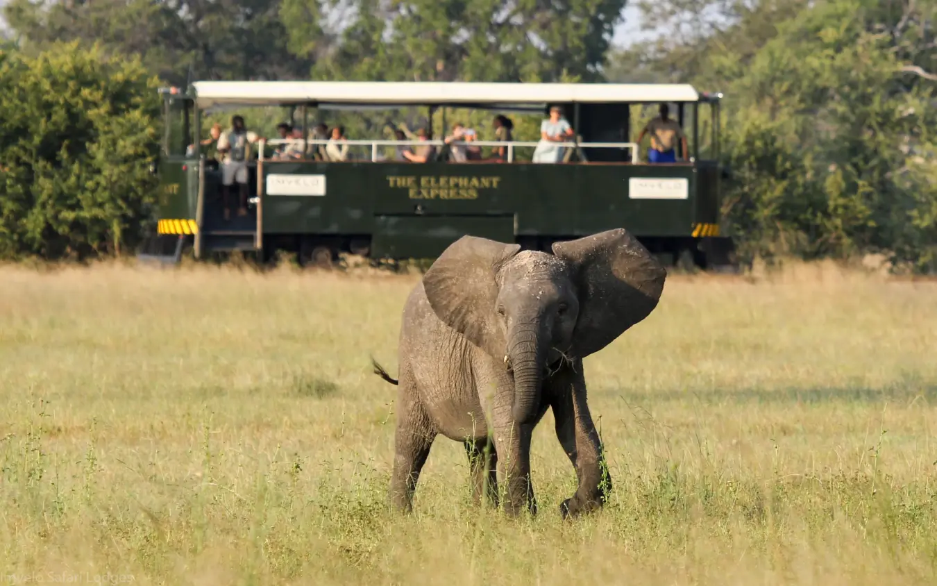 Young elephant walking toward safari vehicle with tourists on game drive, Camelthorn Lodge, Hwange National Park, Zimbabwe