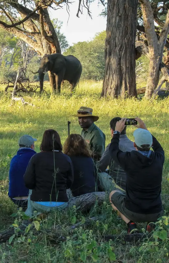 Guided group observing elephant near large trees on walking safari, Camelthorn Lodge, Hwange National Park, Zimbabwe