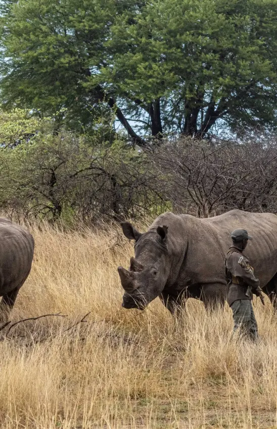 Rhinoceros with ranger in dry grassland savanna, Camelthorn Lodge, Hwange National Park, Zimbabwe