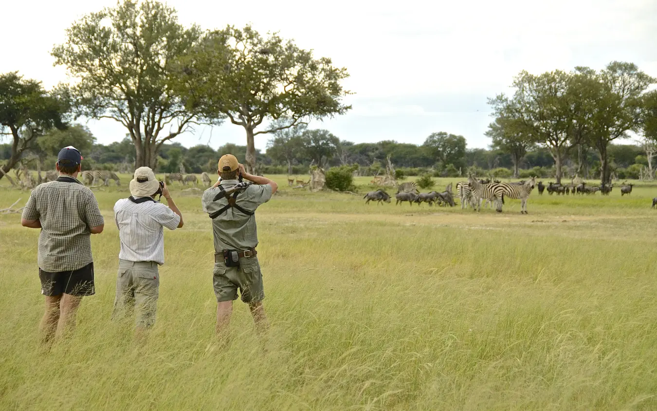 Guests on walking safari observing wildlife in grassland savanna, Camelthorn Lodge, Hwange National Park, Zimbabwe
