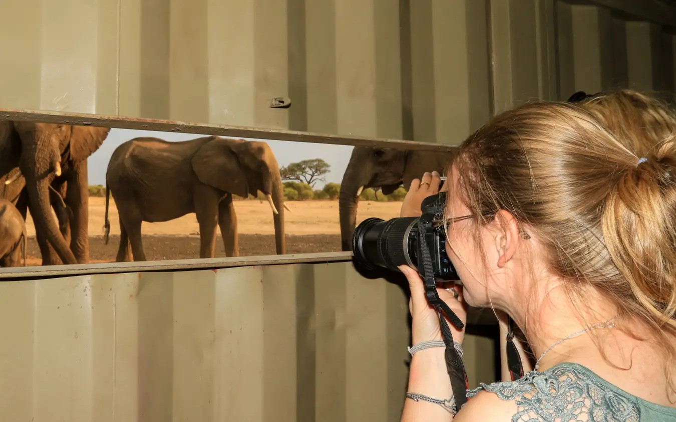 Photographer viewing wildlife display showing elephants in savanna landscape, Camelthorn Lodge, Hwange National Park, Zimbabwe