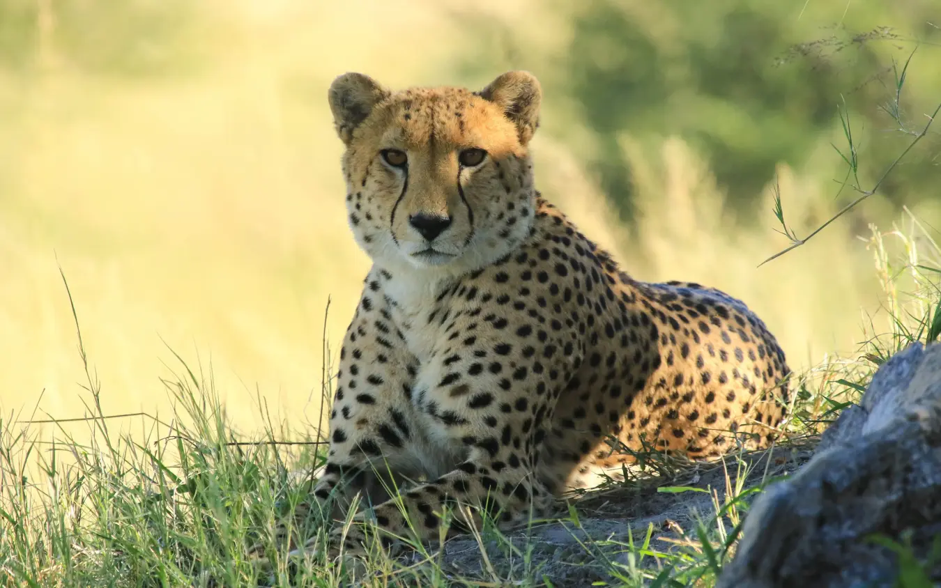 Cheetah resting in grassland during daytime game drive, Camelthorn Lodge, Hwange National Park, Zimbabwe