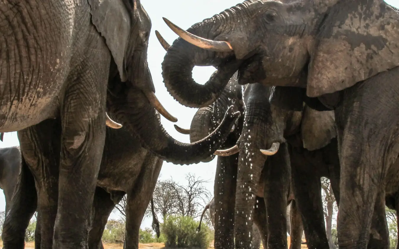 Elephants spraying water while interacting at waterhole, Camelthorn Lodge, Hwange National Park, Zimbabwe