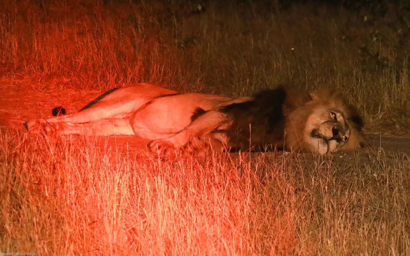 Lion resting on red-lit ground at night during safari game drive, Camelthorn Lodge, Hwange National Park, Zimbabwe