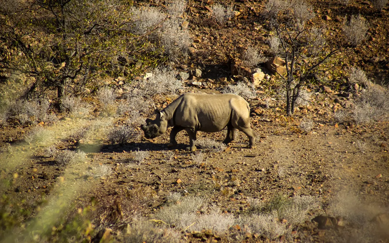 Rhinoceros walking through scrubland with sparse vegetation, Camp Doros, Damaraland, Namibia
