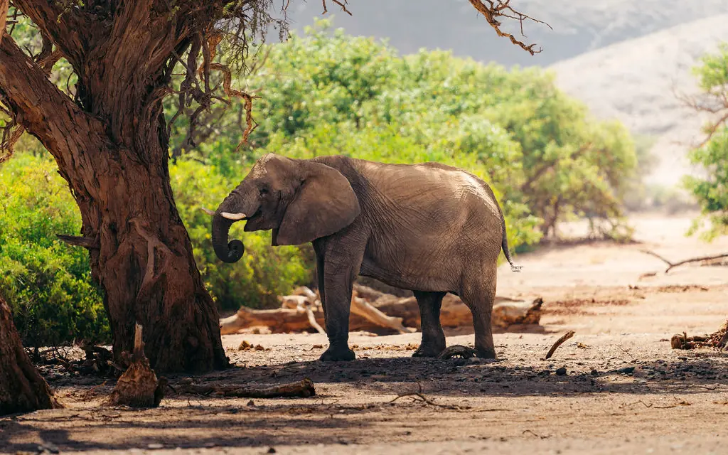Young elephant feeding from acacia tree in dry riverbed landscape, Camp Doros, Damaraland, Namibia