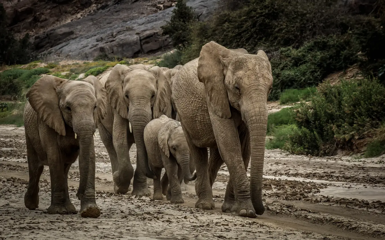 Elephant herd with calf walking across rocky riverbed terrain, Camp Doros, Damaraland, Namibia
