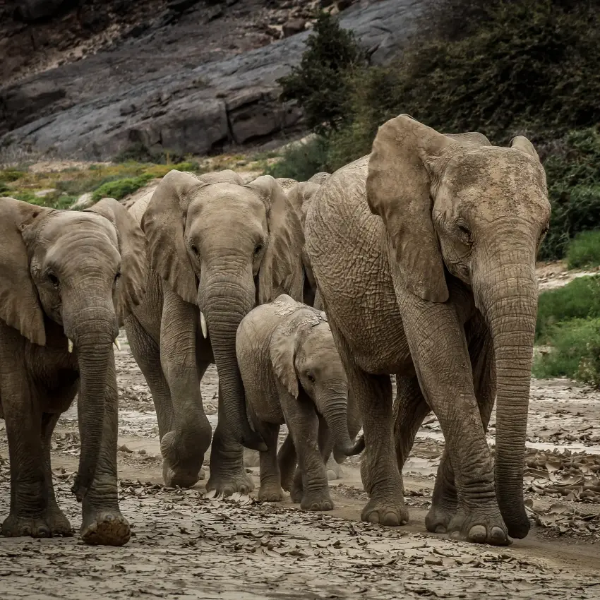 Elephant herd with calf walking across rocky riverbed terrain, Camp Doros, Damaraland, Namibia
