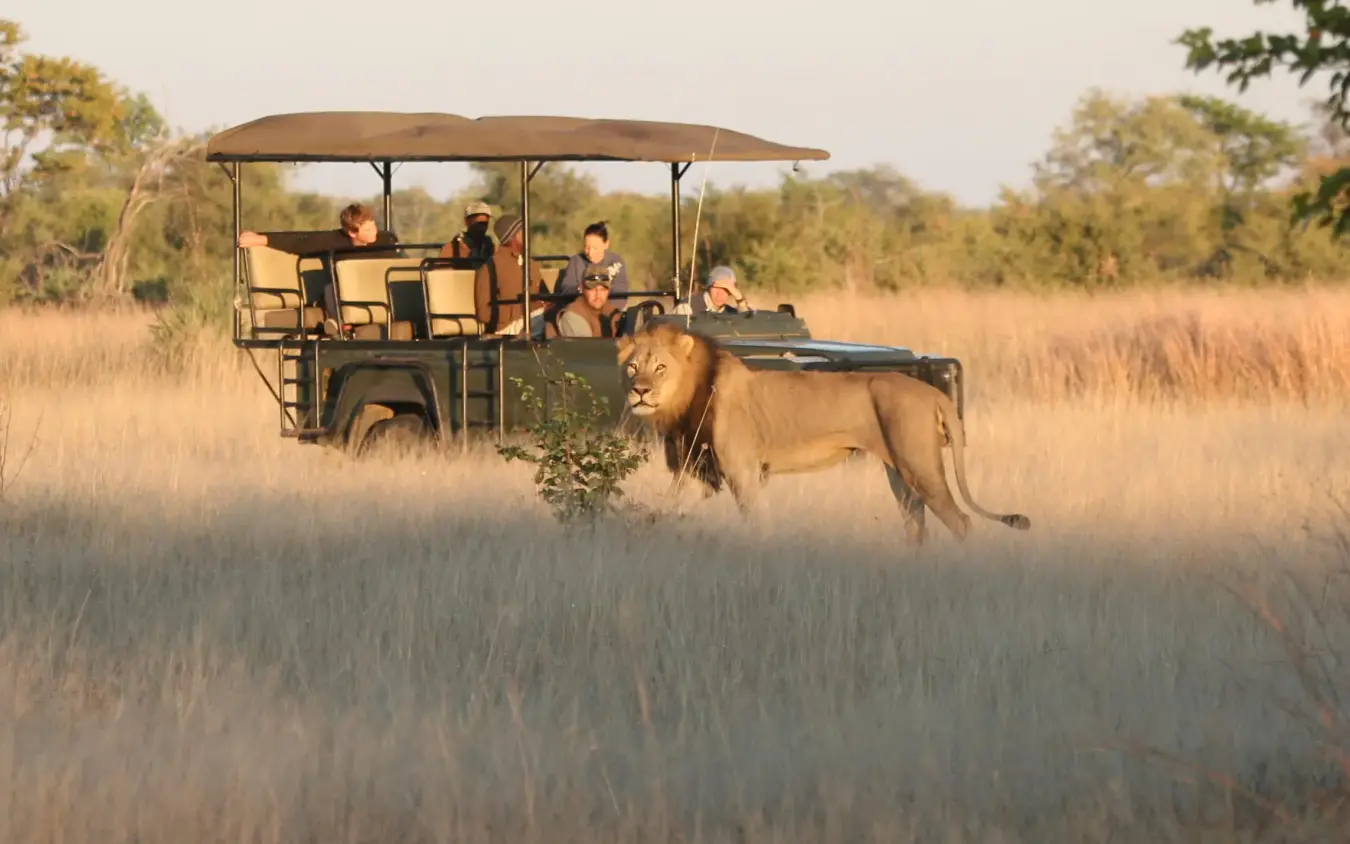 Safari vehicle with guests observing lion in grassland, Camp Hwange, Hwange National Park, Zimbabwe