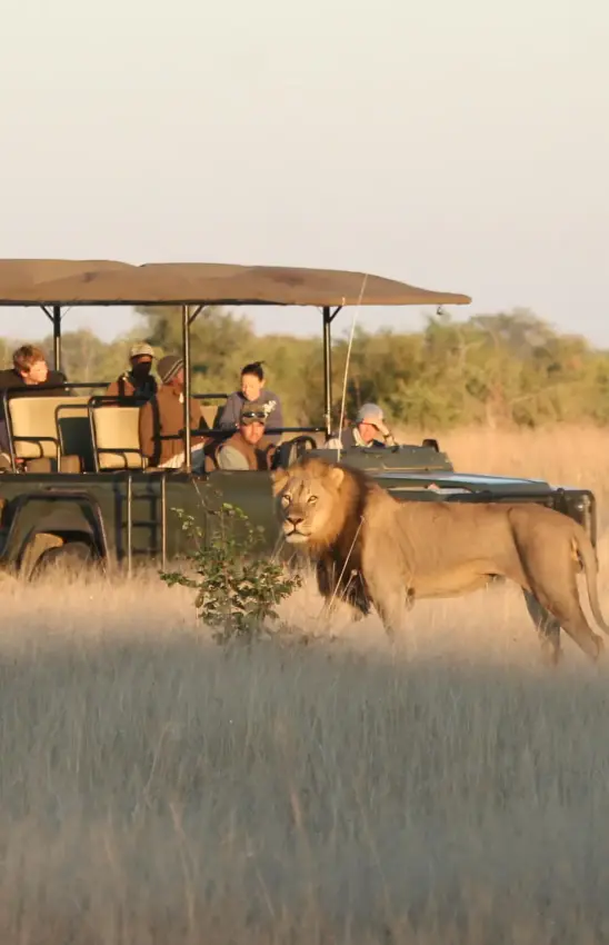 Safari vehicle with guests observing lion in grassland, Camp Hwange, Hwange National Park, Zimbabwe