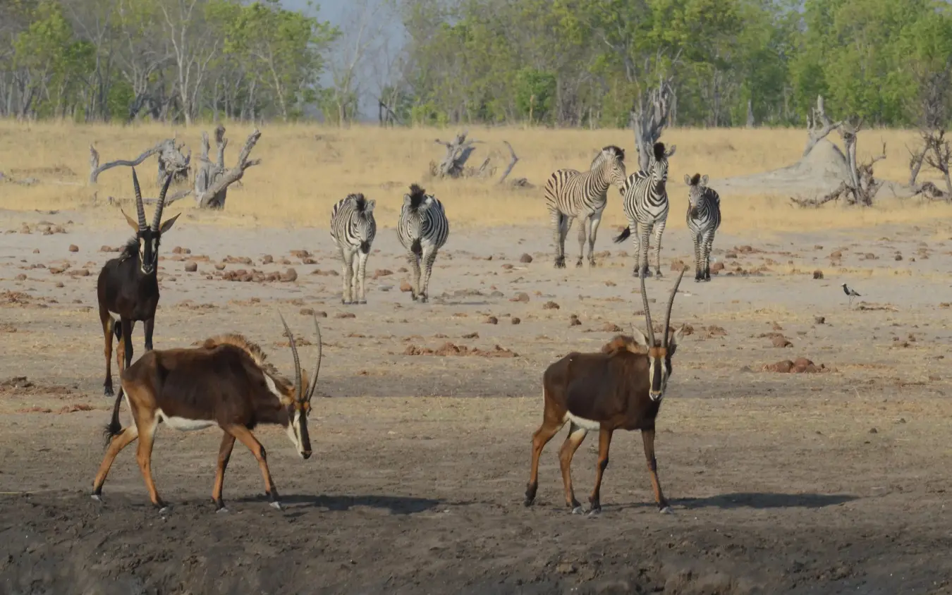 Impalas and zebras gathered on dry savanna landscape, Camp Hwange, Hwange National Park, Zimbabwe