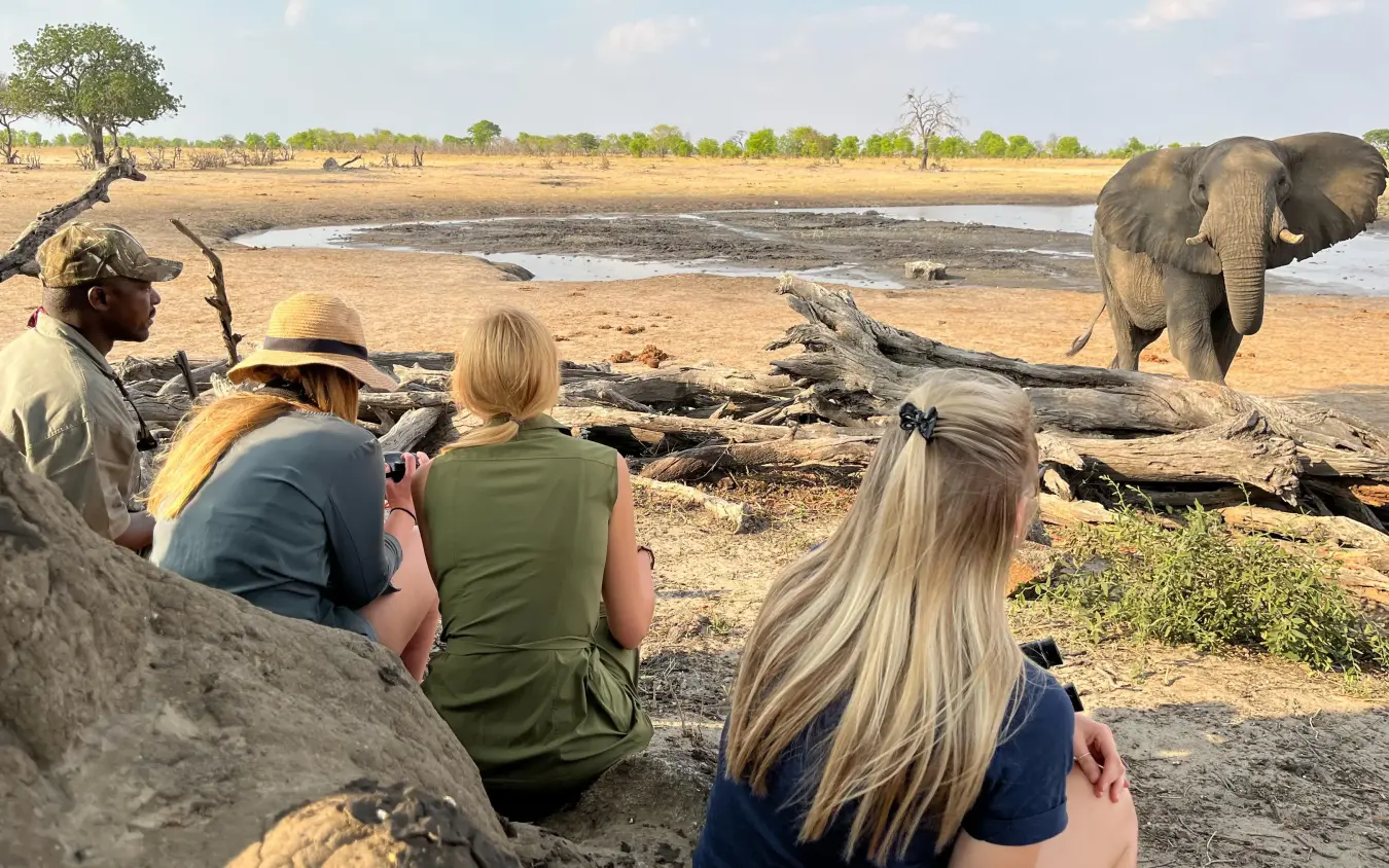 Guests observe elephant from safari vehicle at waterhole, Camp Hwange, Hwange National Park, Zimbabwe