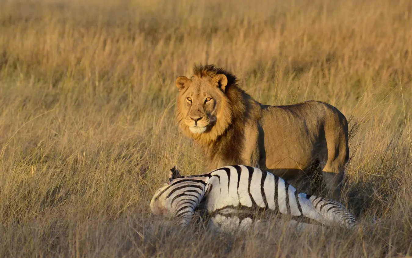 Lion standing over zebra kill in golden grassland, Camp Hwange, Hwange National Park, Zimbabwe