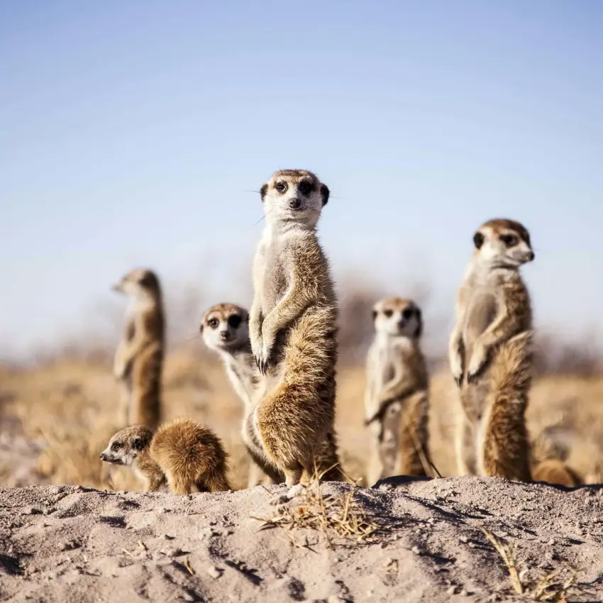 Group of meerkats standing alert on sandy ground, Makgadikgadi Pans, Botswana