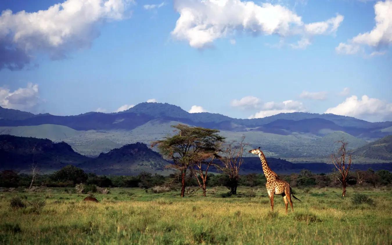 Giraffe walking across savanna with distant mountains, Campi ya Kanzi, Amboseli and Chyulu Hills, Kenya