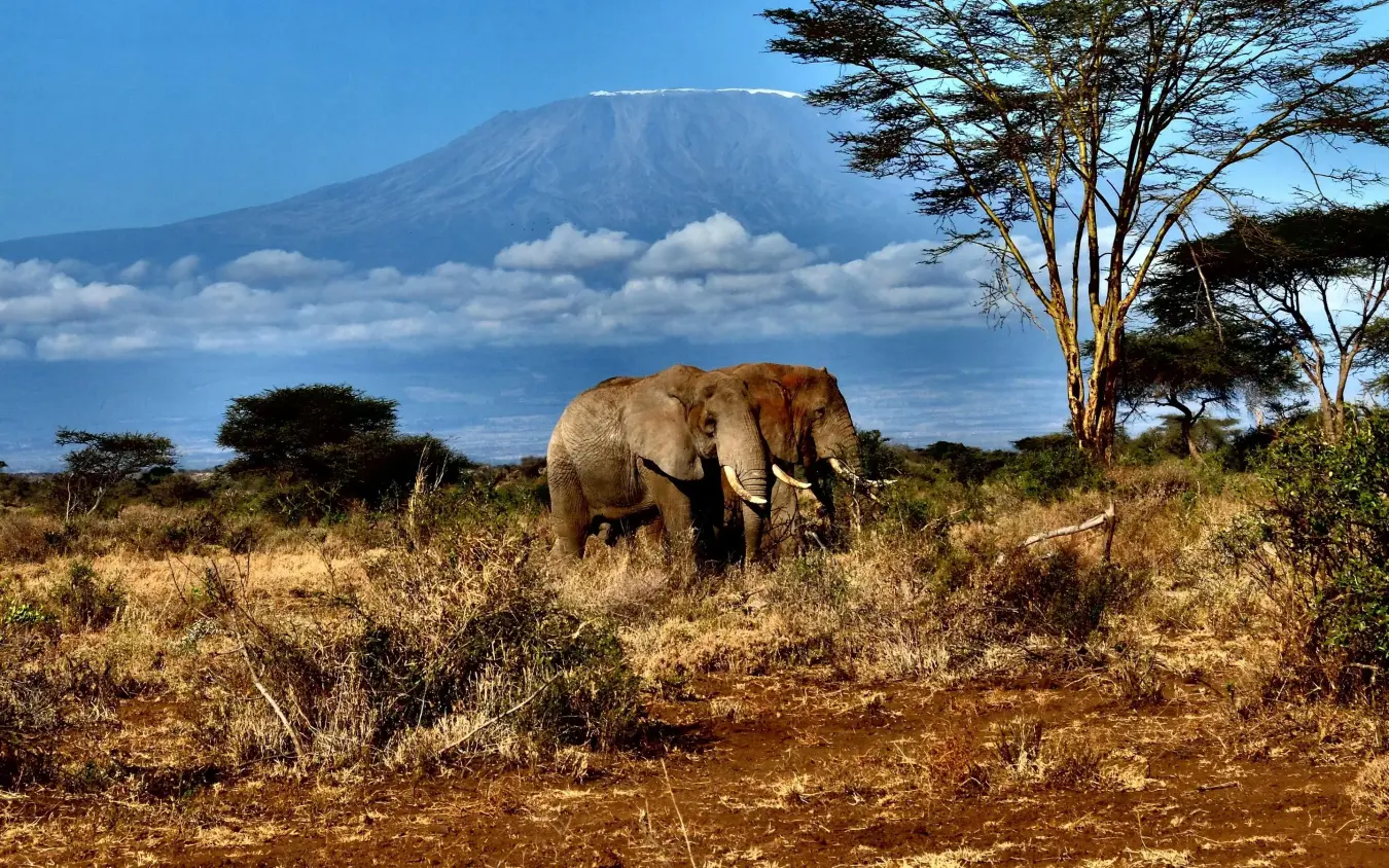 African elephant walking across savanna with mountain backdrop, Campi ya Kanzi, Amboseli and Chyulu Hills, Kenya