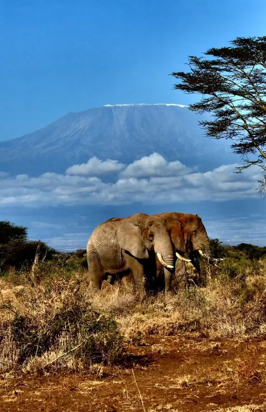 African elephant walking across savanna with mountain backdrop, Campi ya Kanzi, Amboseli and Chyulu Hills, Kenya
