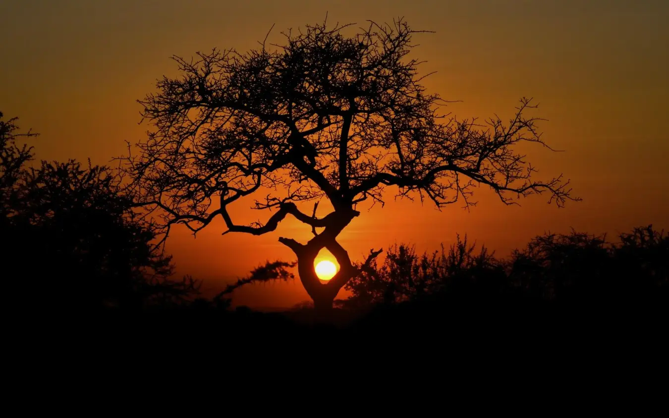 Silhouetted acacia tree at golden sunset in savanna, Campi ya Kanzi, Amboseli and Chyulu Hills, Kenya