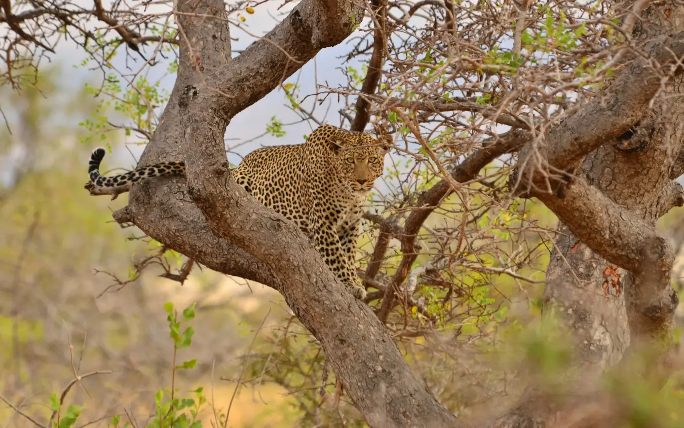 Leopard resting on tree branch in natural habitat, Campi ya Kanzi, Amboseli and Chyulu Hills, Kenya