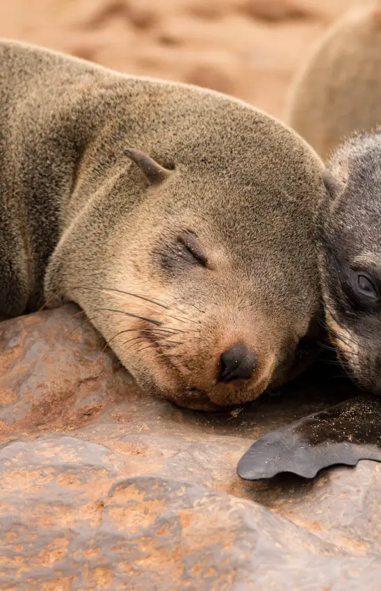 Two seals resting together on rocky coastal terrain