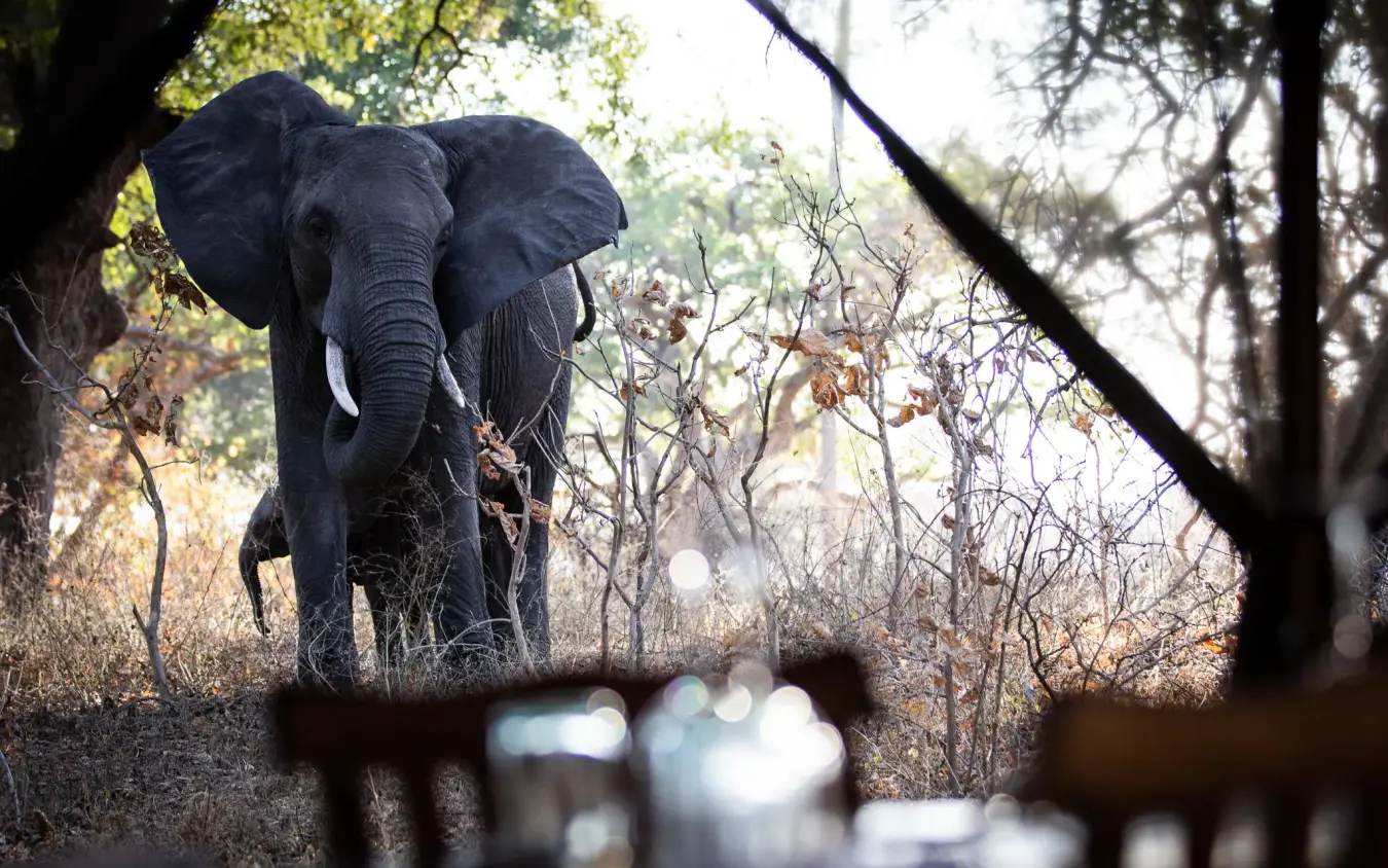 Elephant walking through woodland as seen from safari vehicle, Chada Camp, Katavi National Park, Tanzania