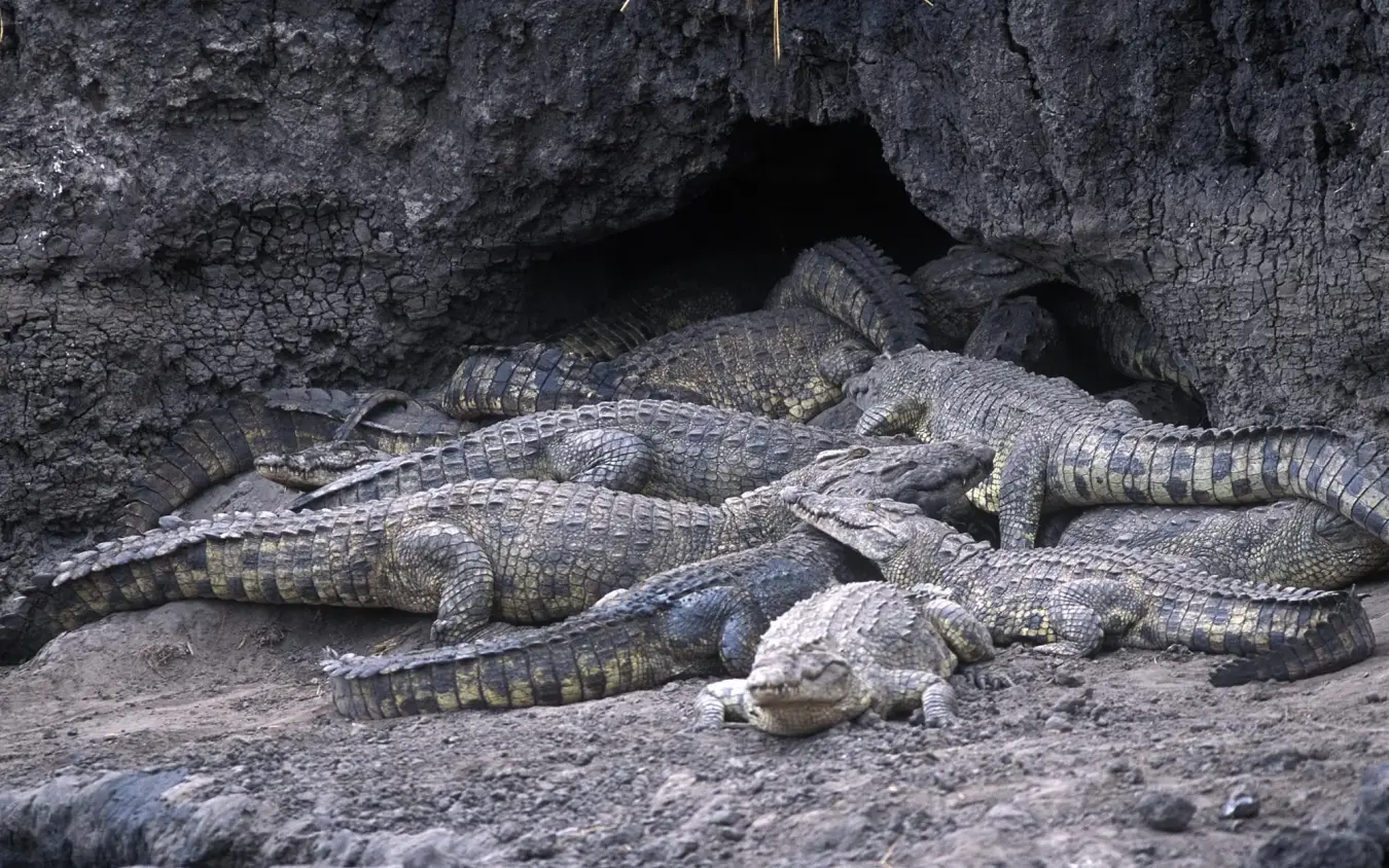 Group of crocodiles resting together in rocky shelter, Chada Camp, Katavi National Park, Tanzania