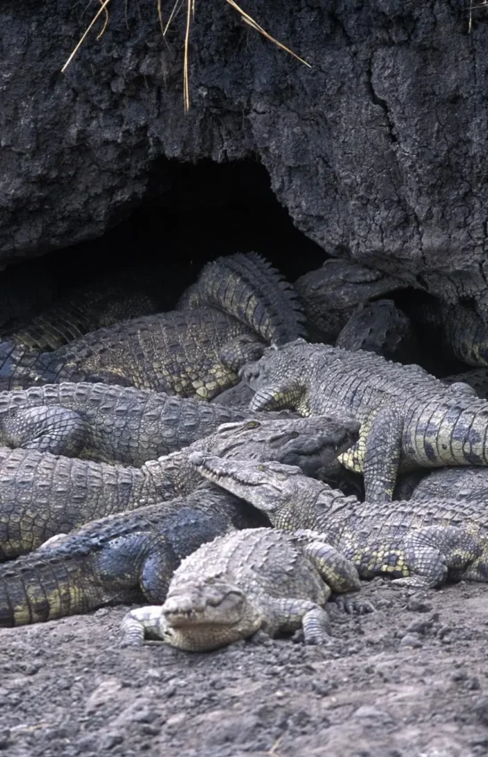 Group of crocodiles resting together in rocky shelter, Chada Camp, Katavi National Park, Tanzania