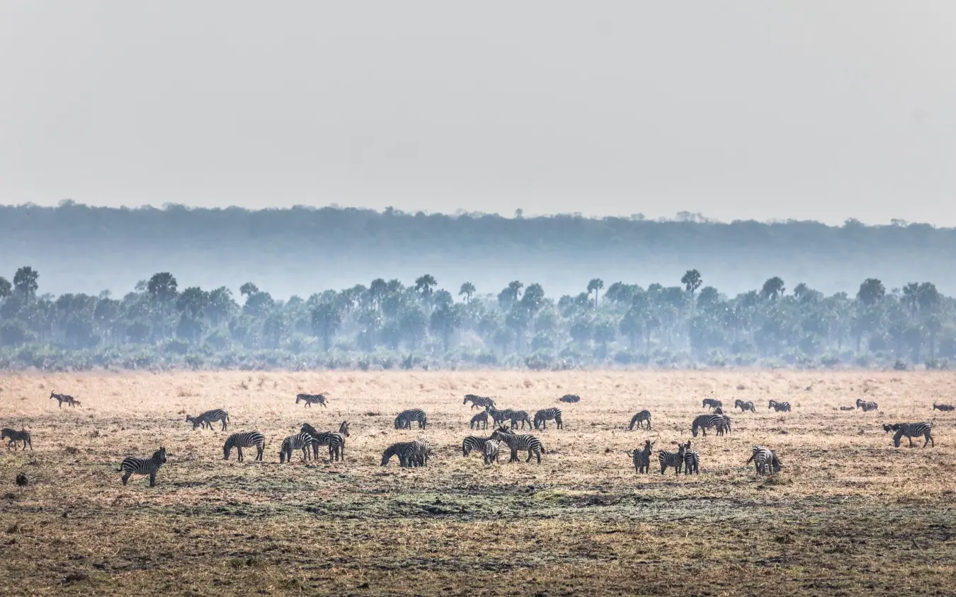 Large herd of elephants scattered across dusty plains, Chada Camp, Katavi National Park, Tanzania