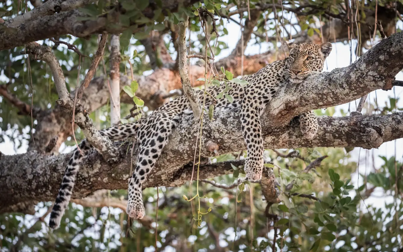 Leopard resting on tree branch in dappled sunlight, Chada Camp, Katavi National Park, Tanzania