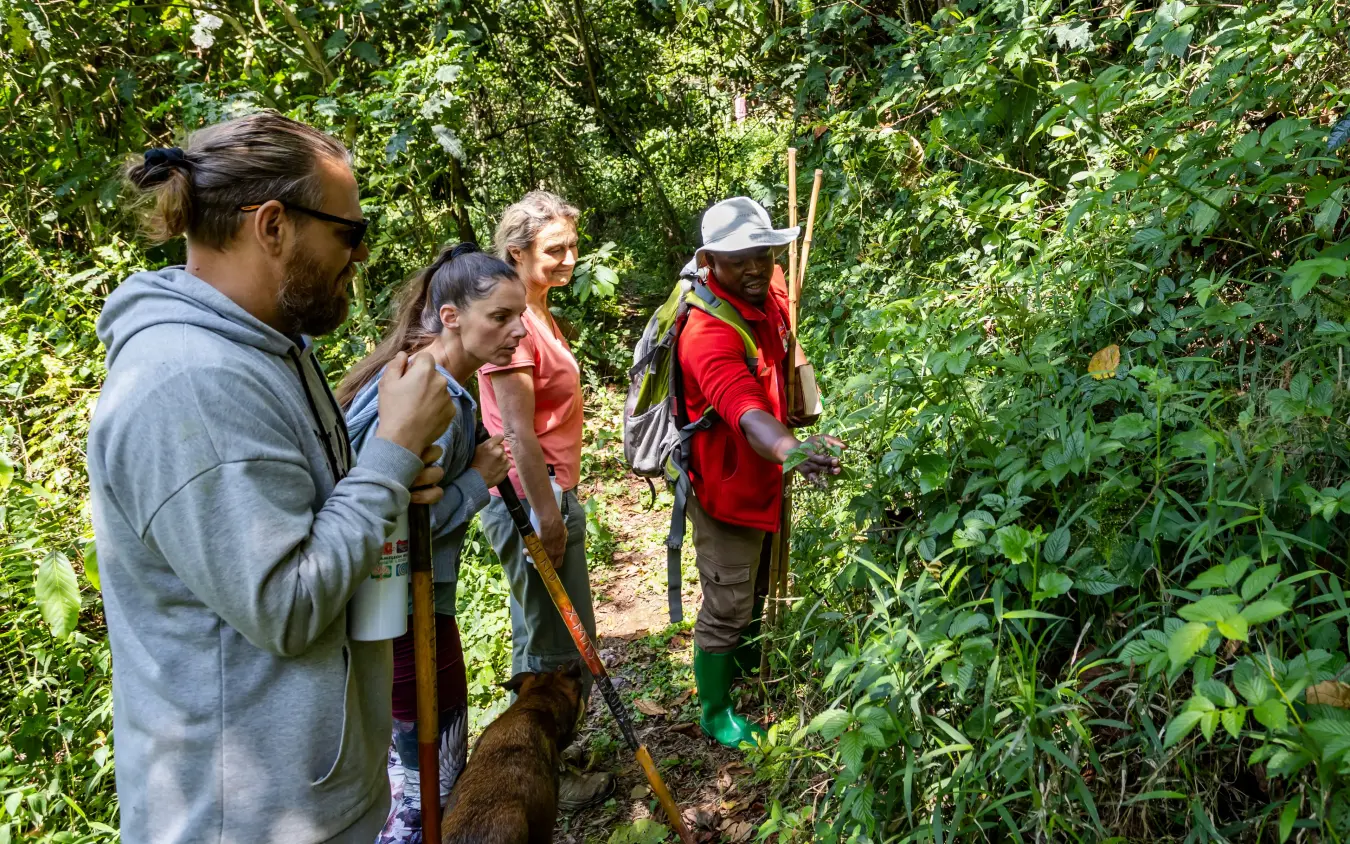 Guided hiking group walking through lush forest trail, Chameleon Hill Lodge, Lake Mutanda, Uganda